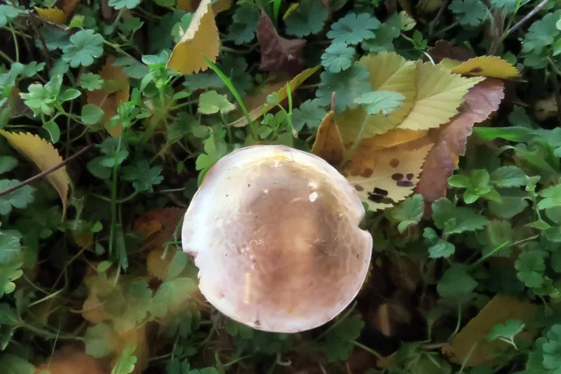 Agaricus xanthodermus 1 - IMG_0186